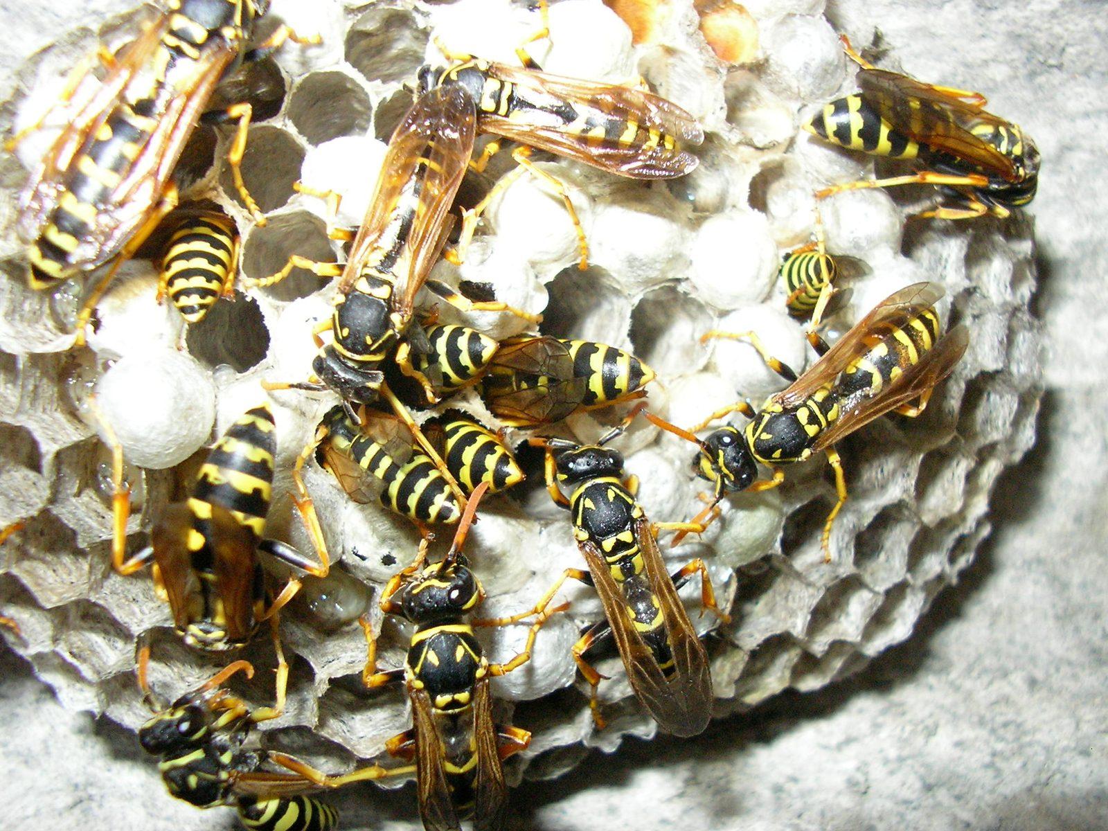 Pest Control in Perth 2026, Termite Treatment Costs, Pest Inspection Prices, and How to Find a Licensed Pest Controller Near You