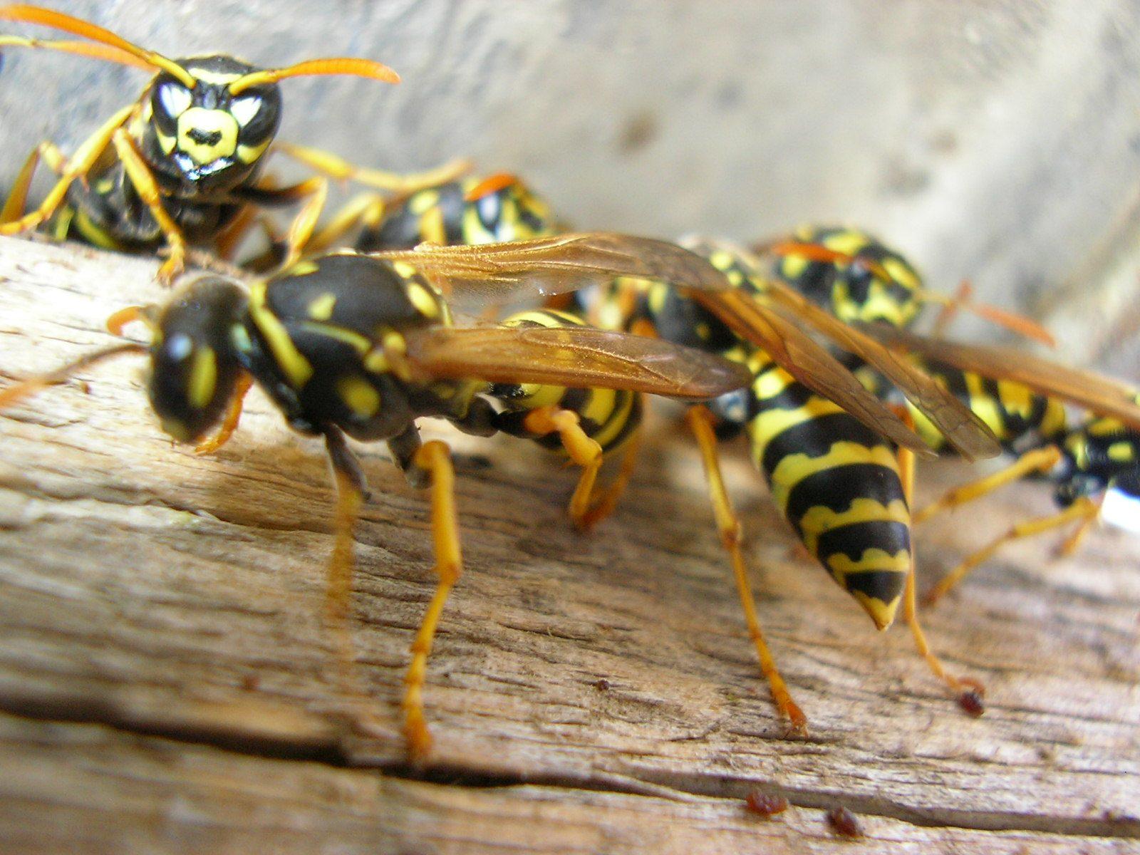 Pest Control and Termite Treatment in Perth 2026, Cost Guide and How to Find a Licensed Perth Pest Controller