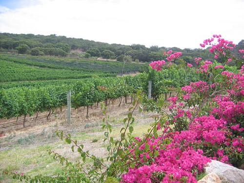 Margaret River Wine Region Defines Western Australia's Premium Food Culture